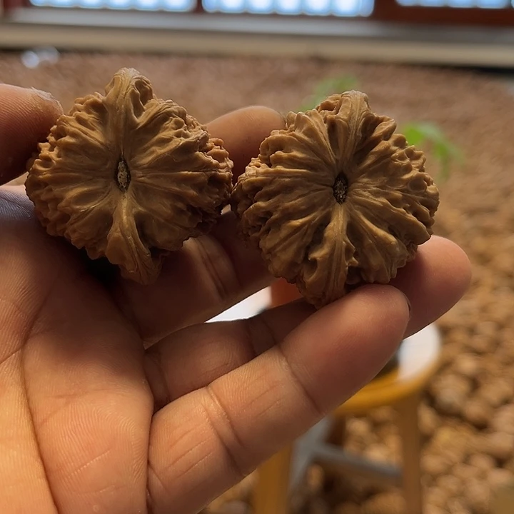 完全开放文玩核桃种子