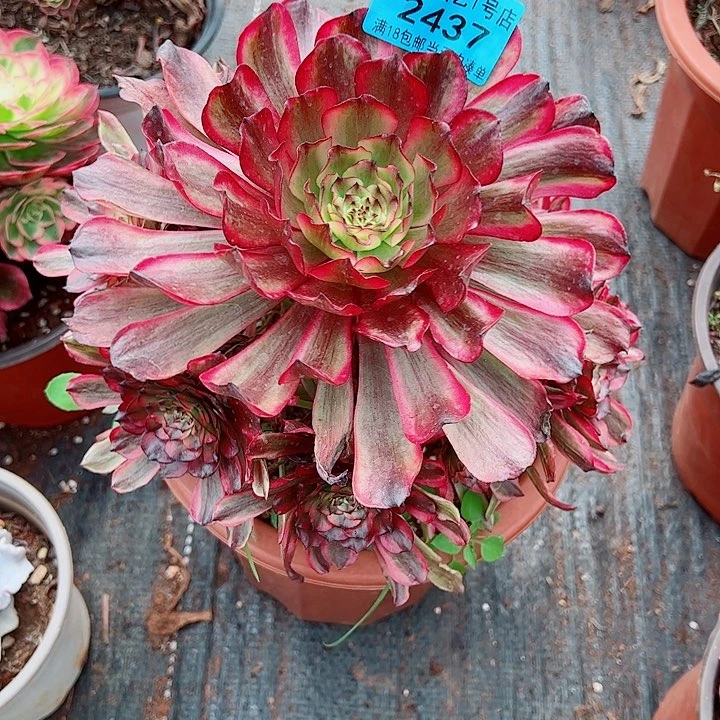 凌波仙子2437多肉植物