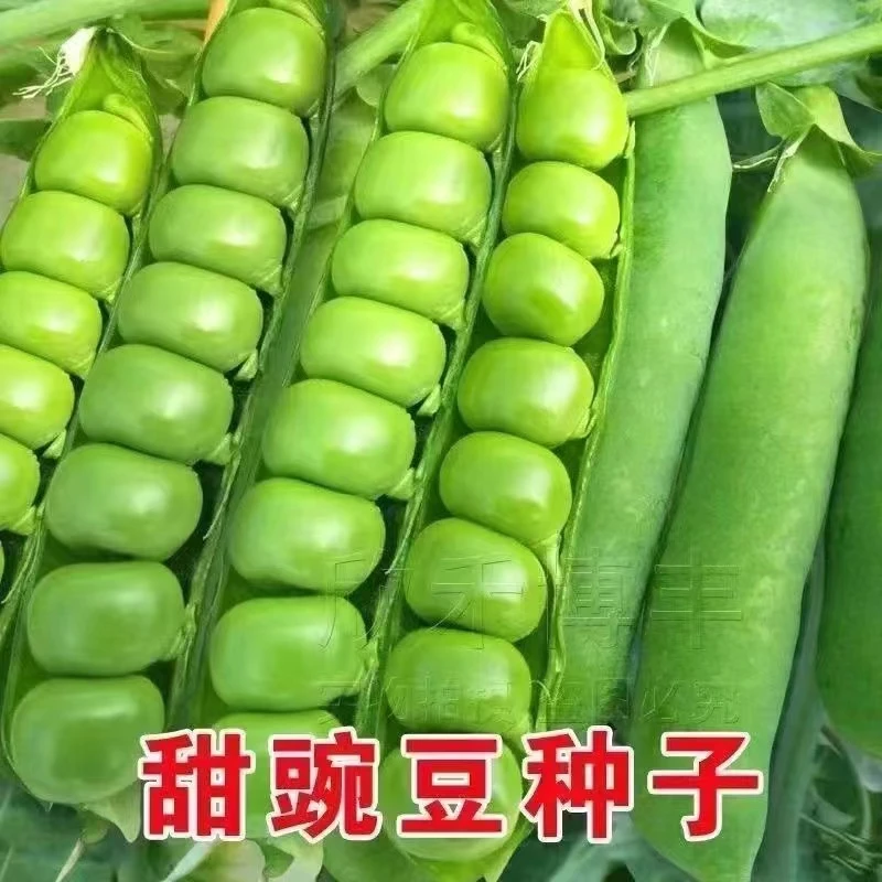 全店满8包包邮】【73】甜豌豆种子