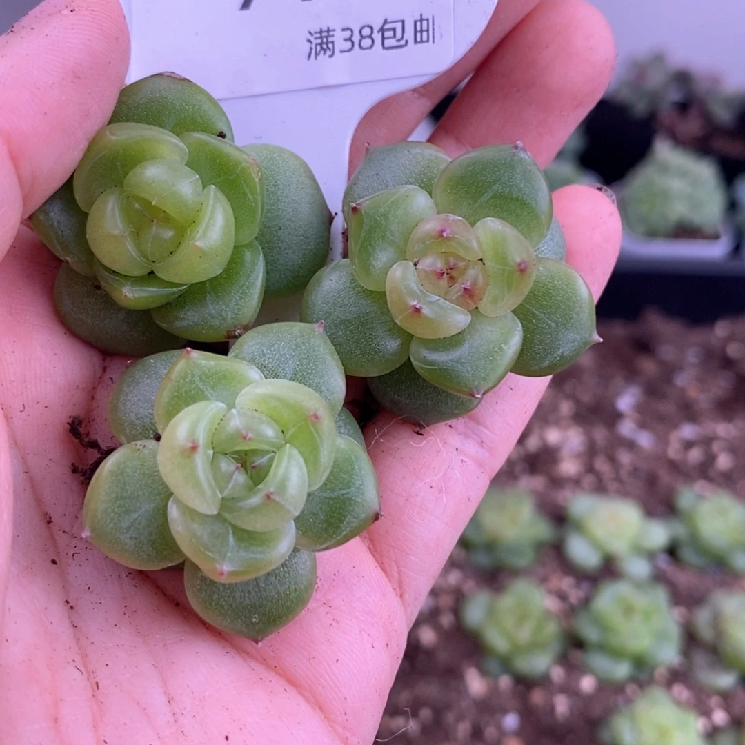77号珍妮三颗一组包邮