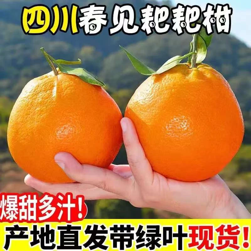 【W专属2】正宗四川春见耙耙柑香甜多汁口感细腻新鲜上市坏果包赔