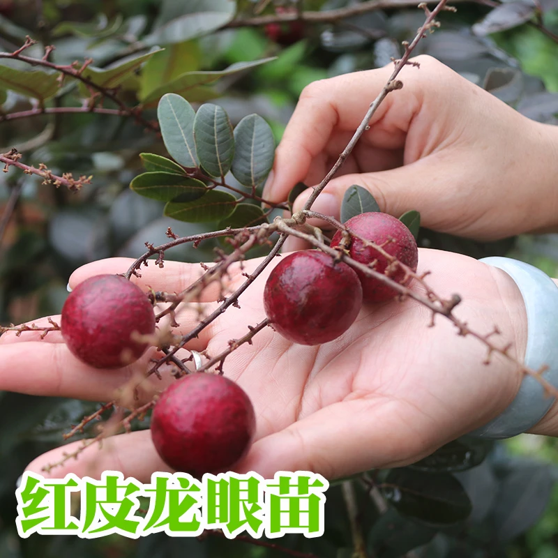 龙眼树苗嫁接盆地栽水果树苗红皮龙眼苗南方四季种植地栽当年结果