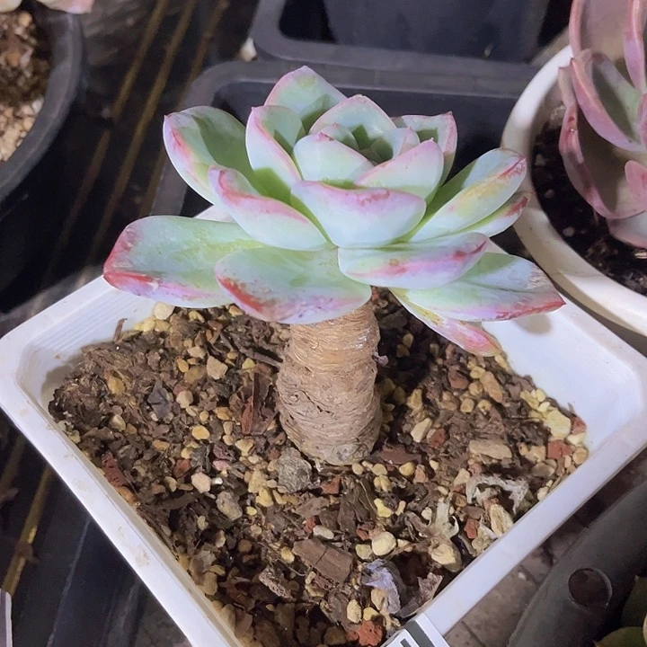 泡芙15226多肉植物