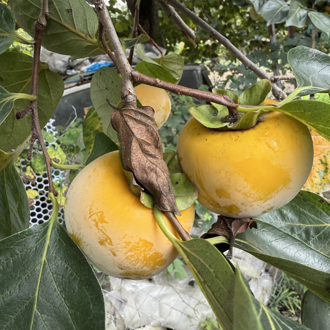 咱村的农家柿子不可生吃青黄不影响口感源头现摘现发顺丰包邮