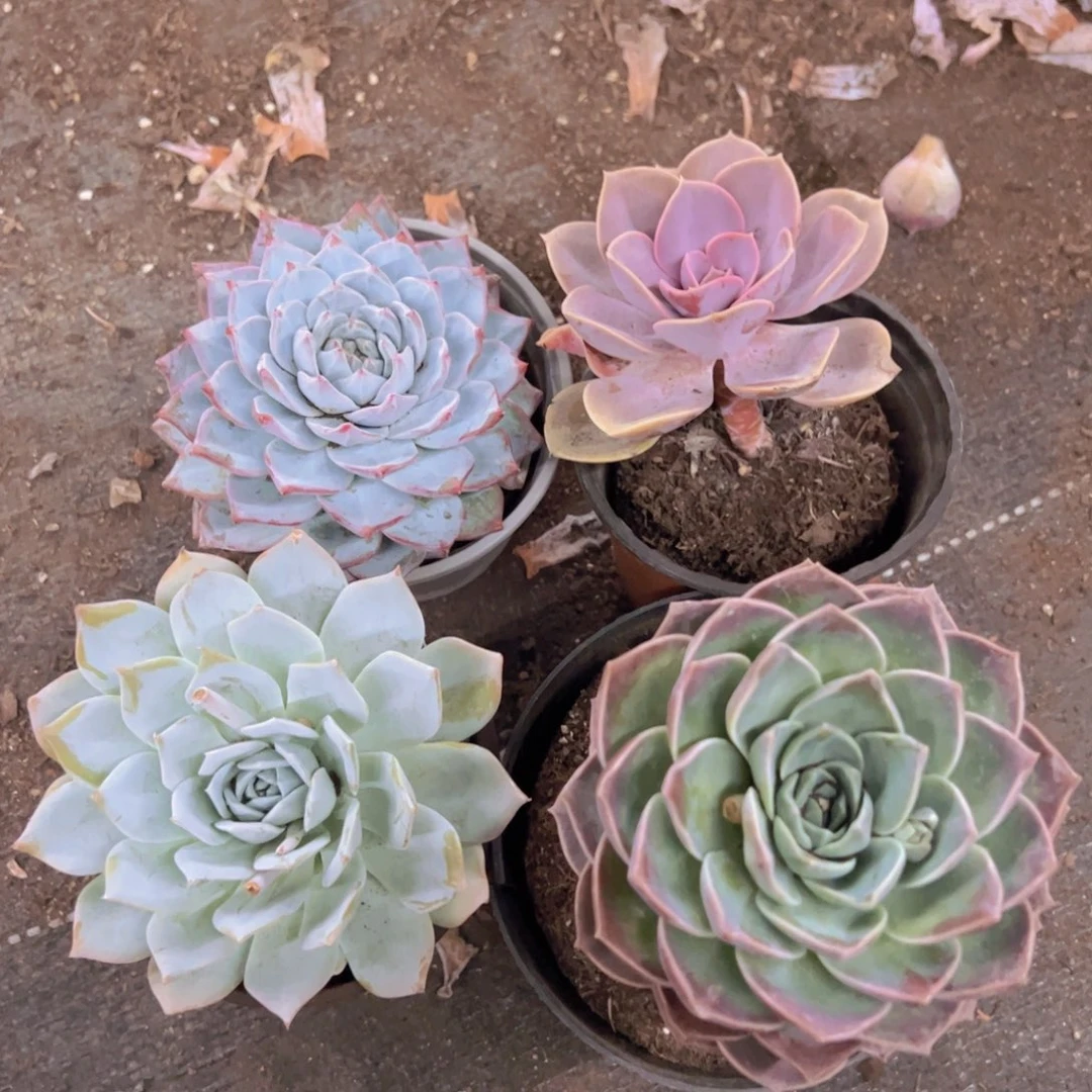 粉蓝鸟，薄叶蓝鸟，紫珍珠，原始哈利沃森大单头各一