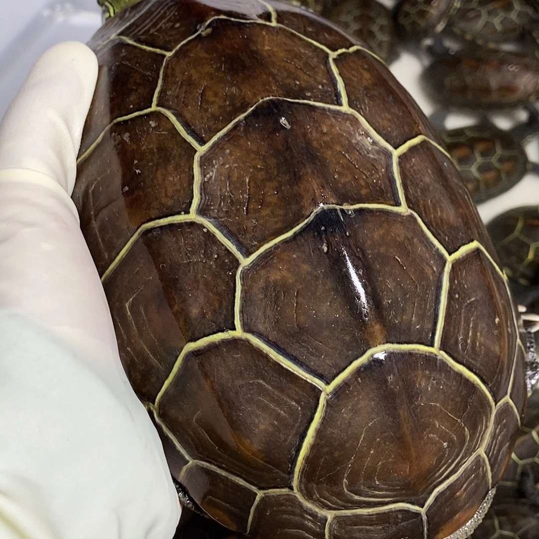 绿毛龟公99998899999