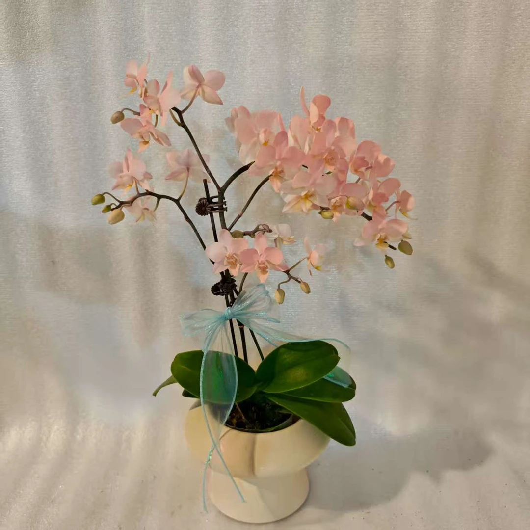【小粉蝶】蝴蝶兰花后苗室内种植观赏送礼带花发货