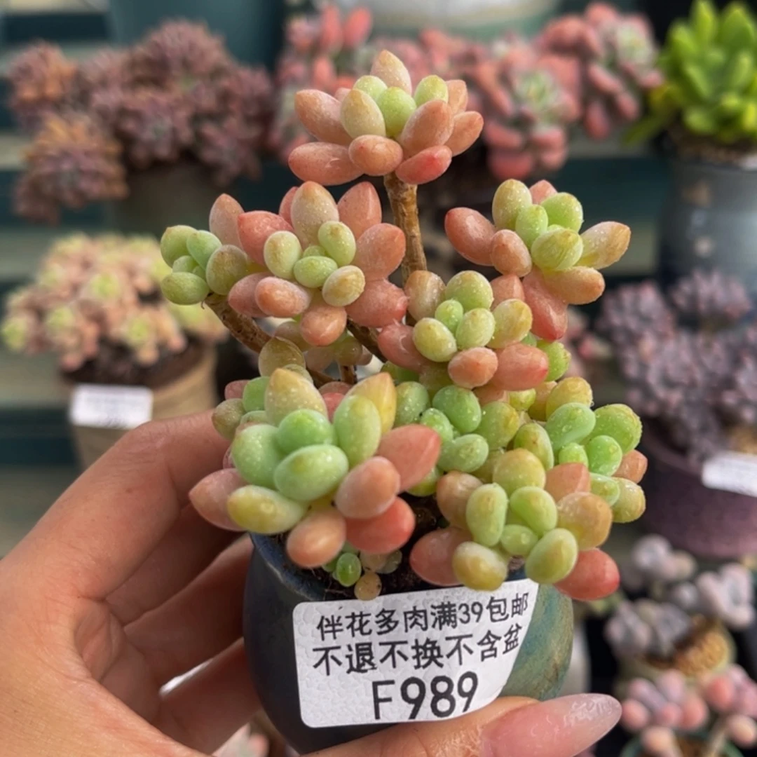 989-鱼子酱多肉7cm