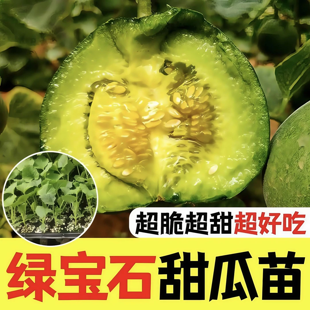 甜瓜苗超甜春季四季秧苗羊角蜜绿宝石秧苗绿植香瓜秧苗甜瓜秧苗