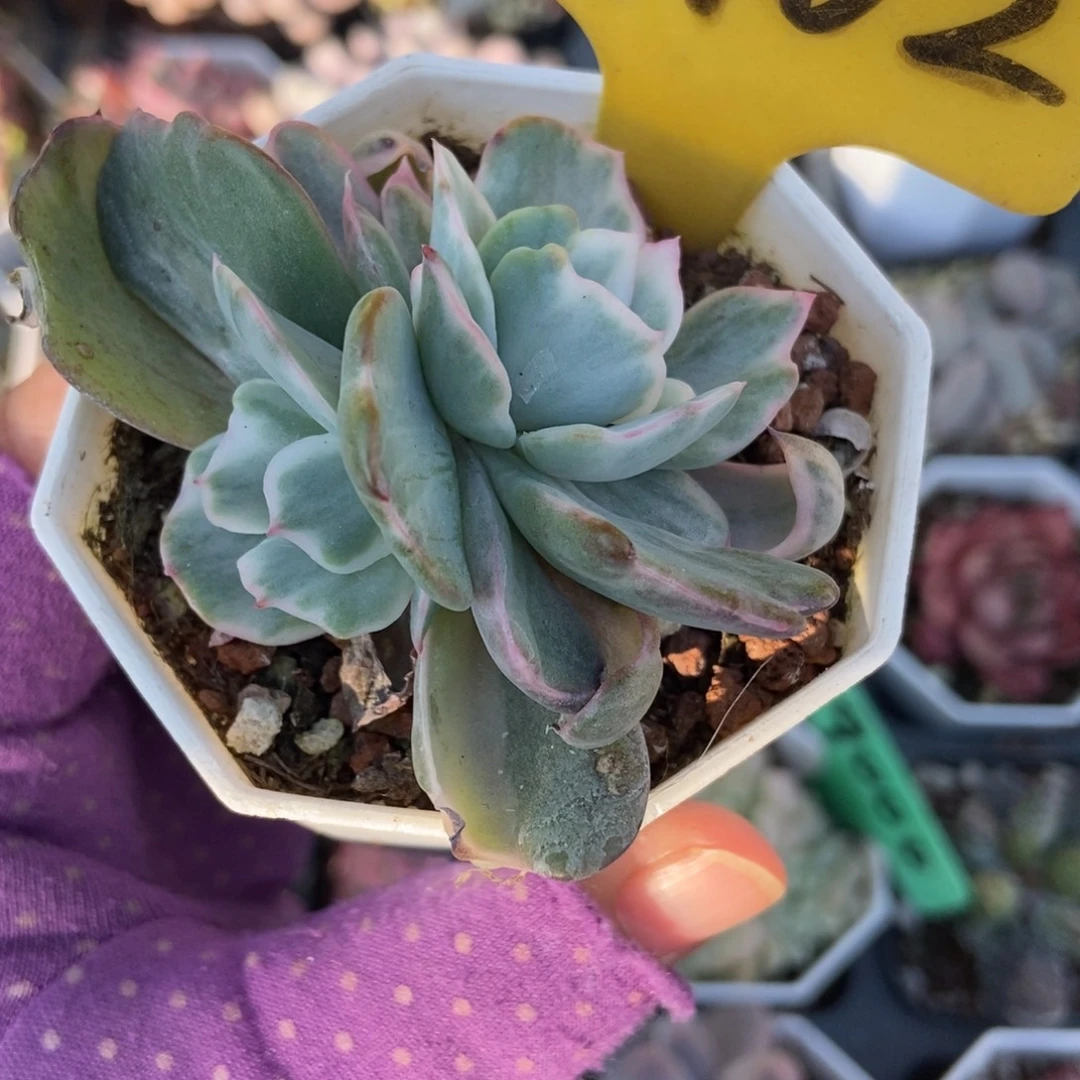 1102伯克利锦多肉植物