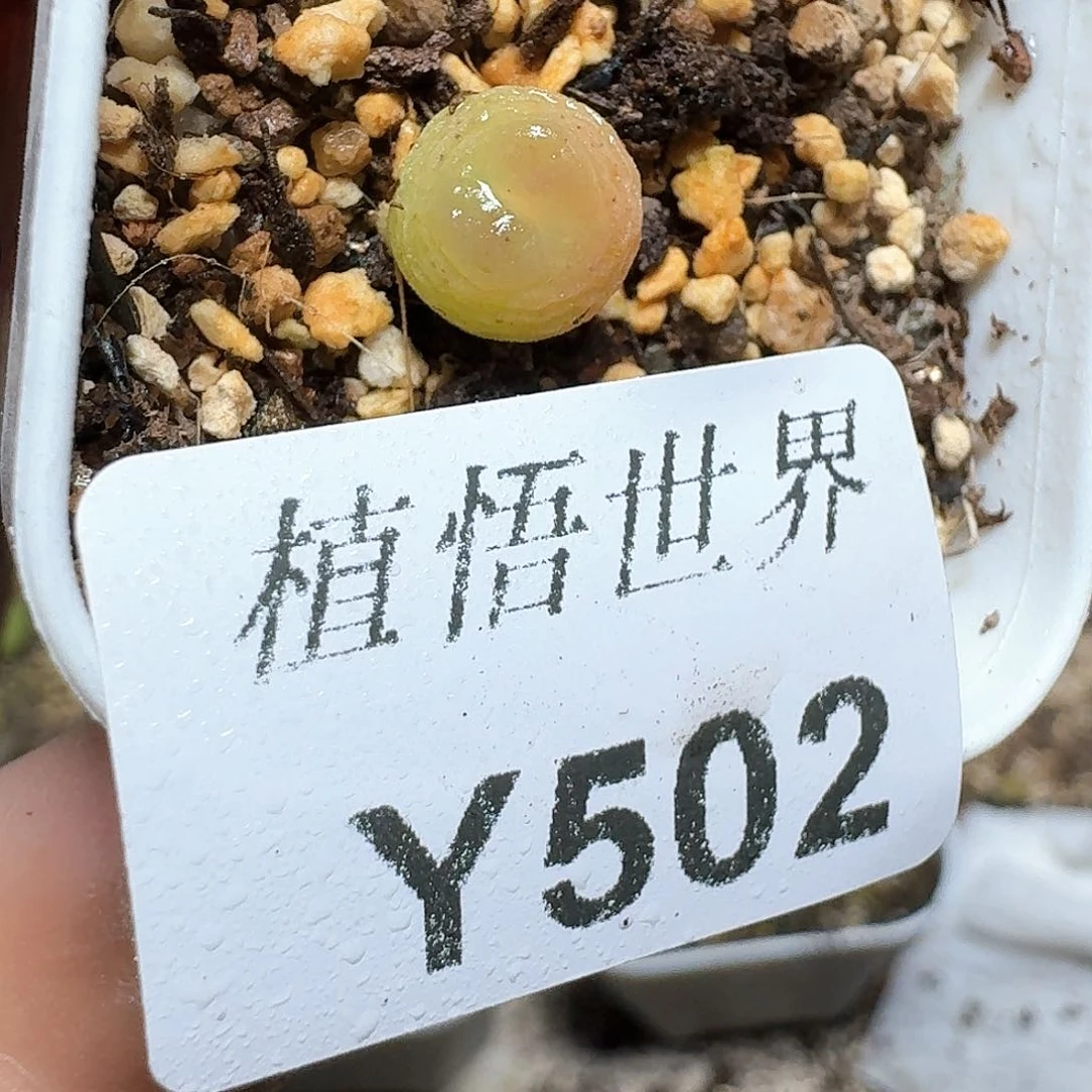 502盒多肉植物哇f