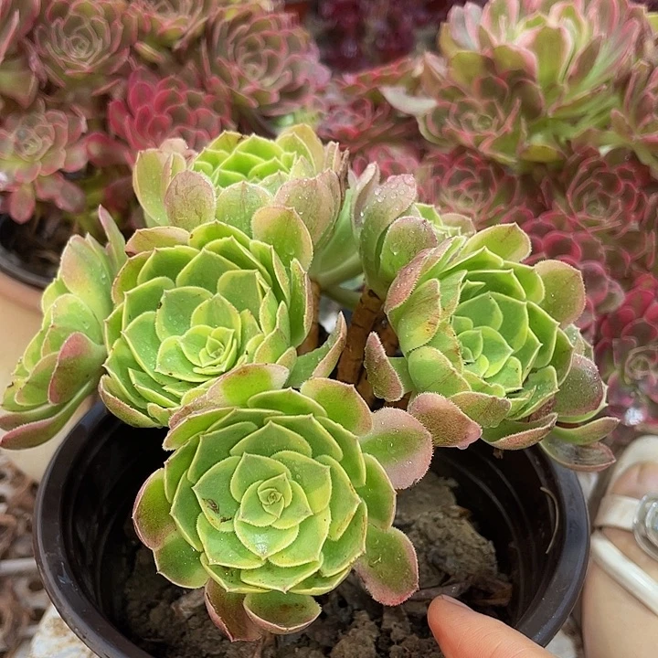 奶白锦精品脱土发货