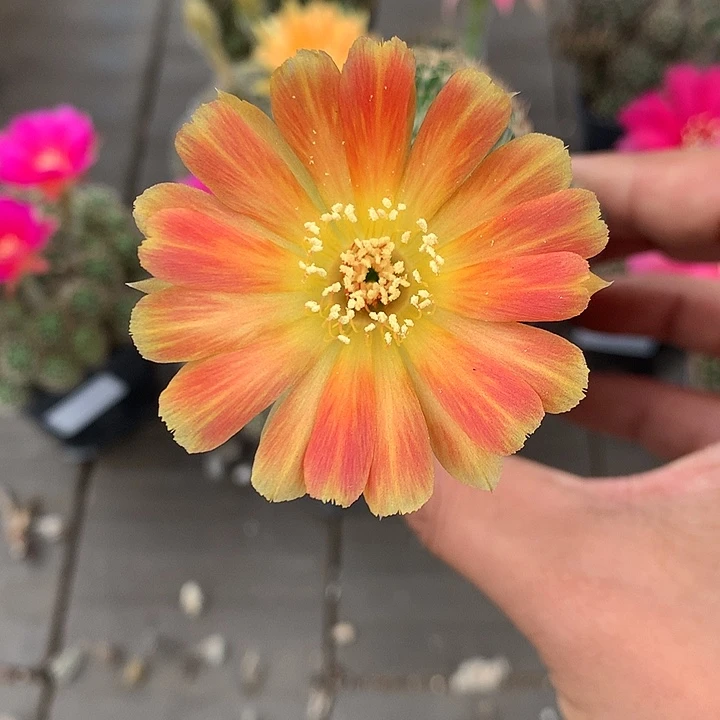 236 实生丽花5厘米盆