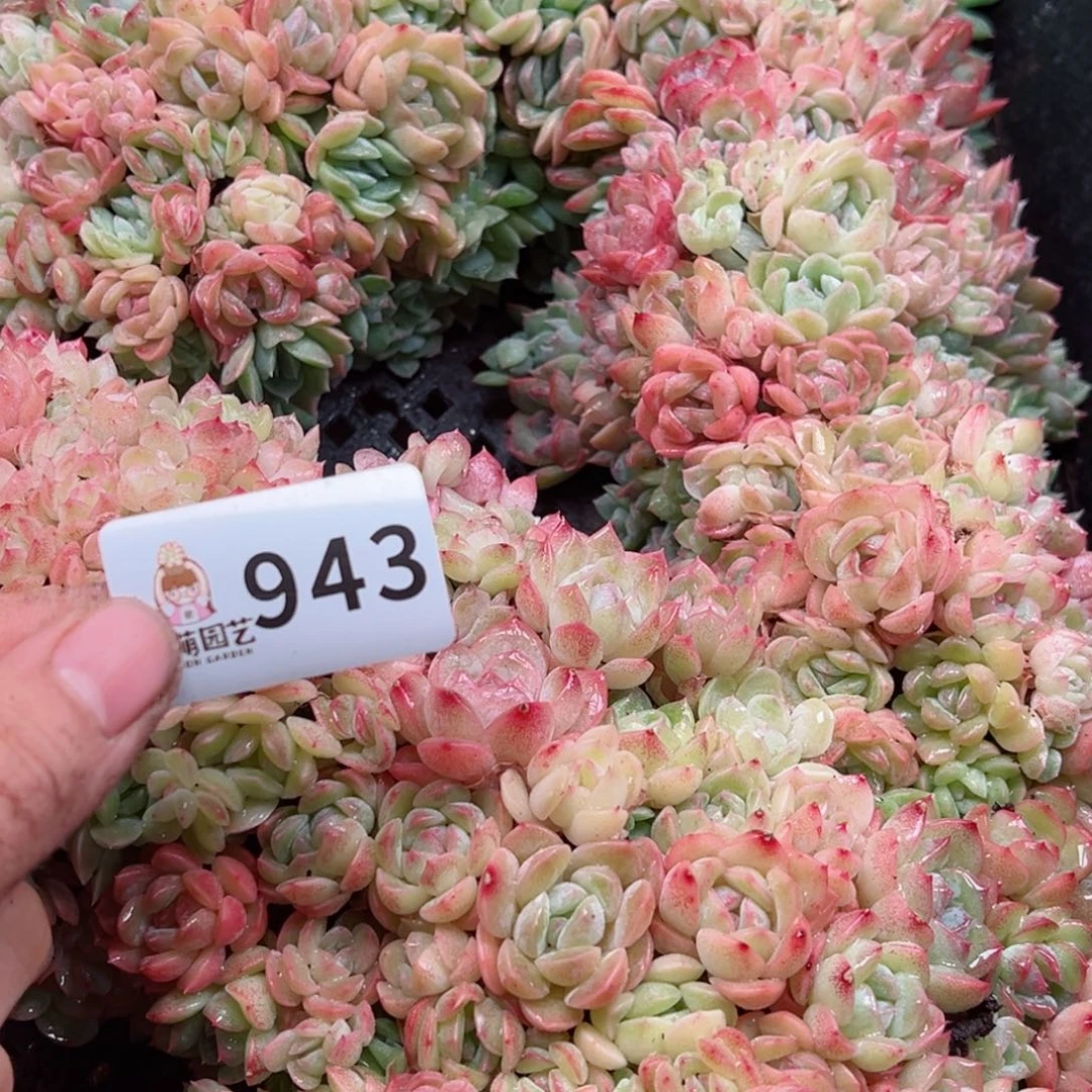 ?**啦多肉植物多肉植物