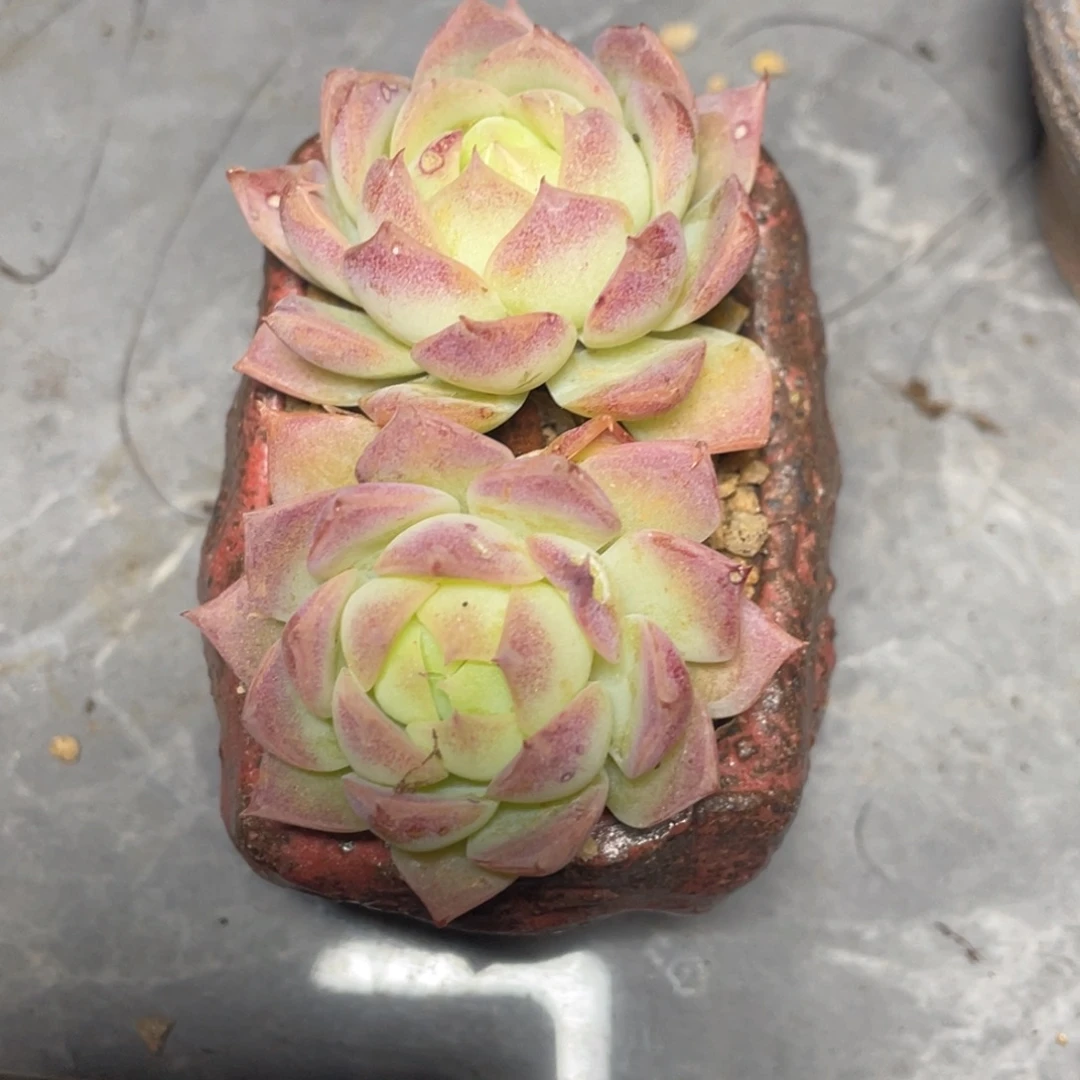 百媚双头满35包邮