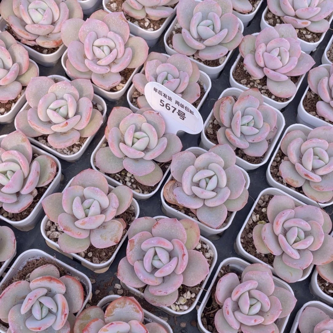 567号新年福利韩货奶茶单头一个