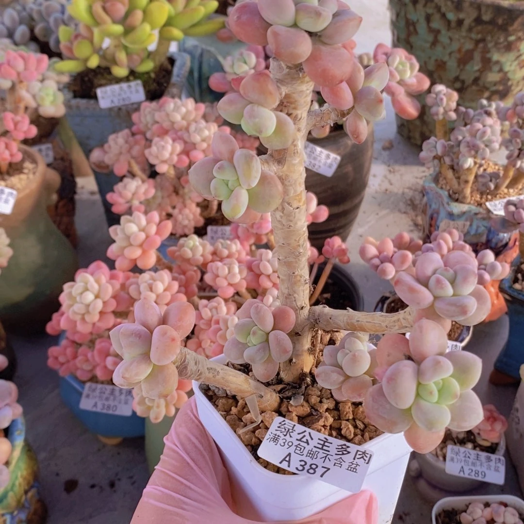 香水洛神老桩387多肉植物