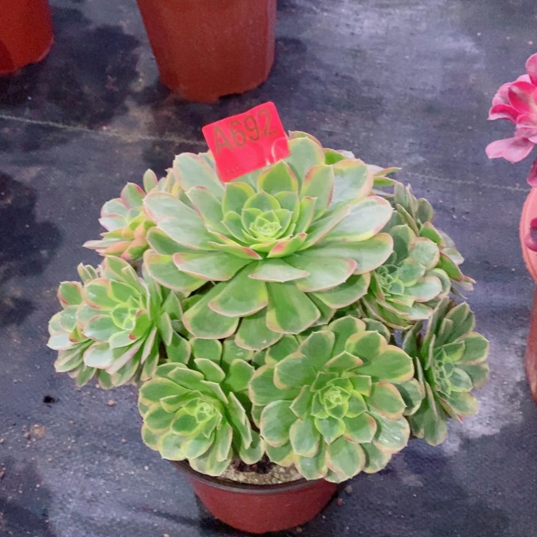 奶白692多肉11111