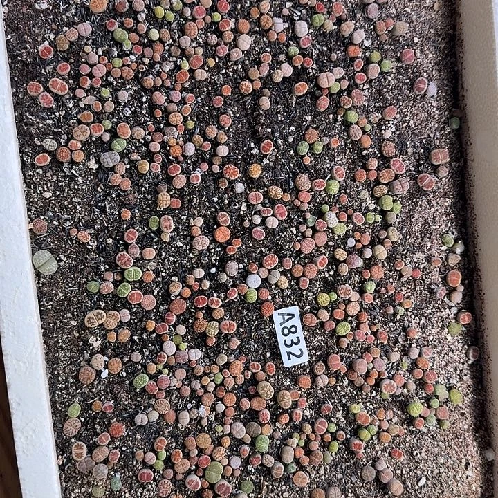 生832石花整筐脱土发货
