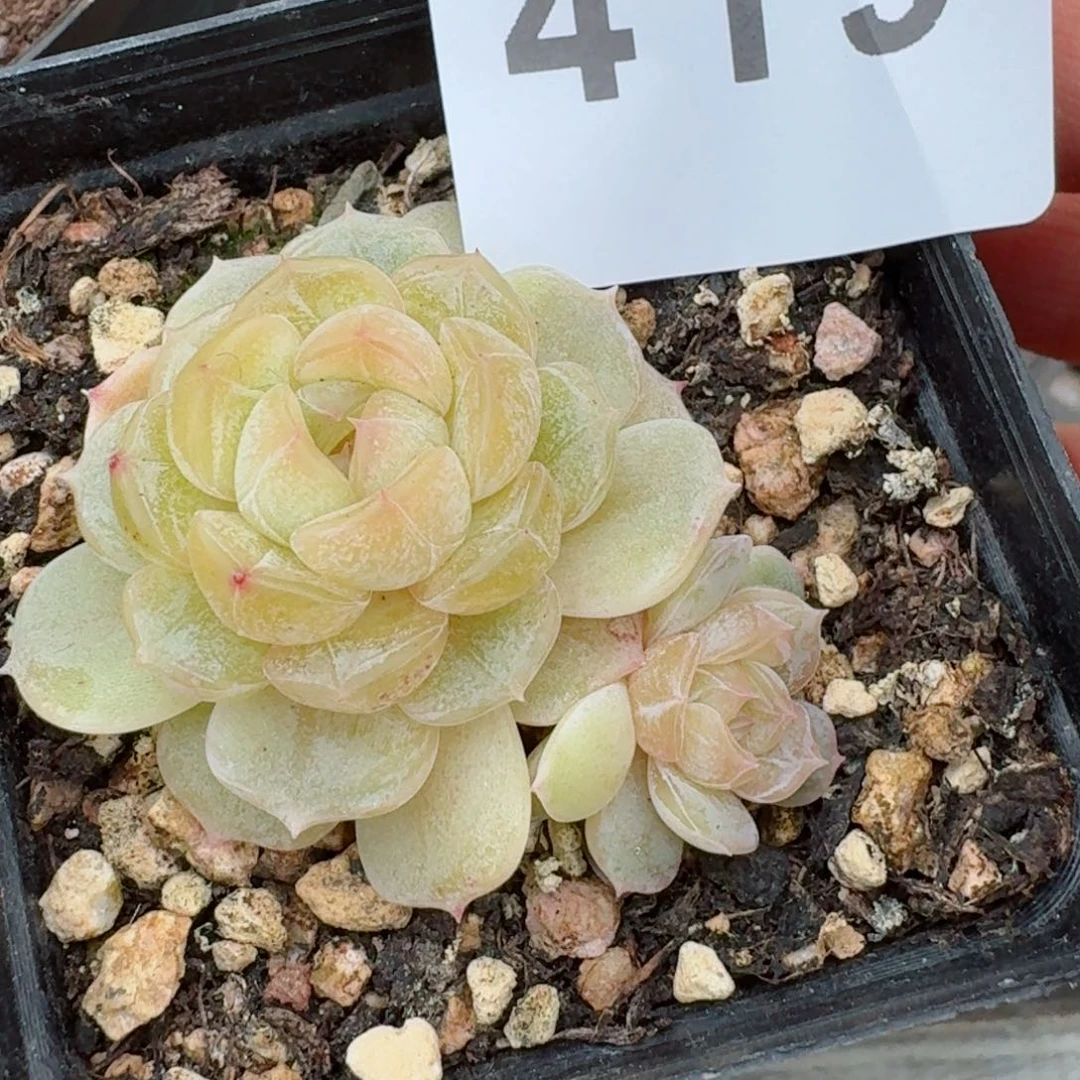 福利         精品多肉