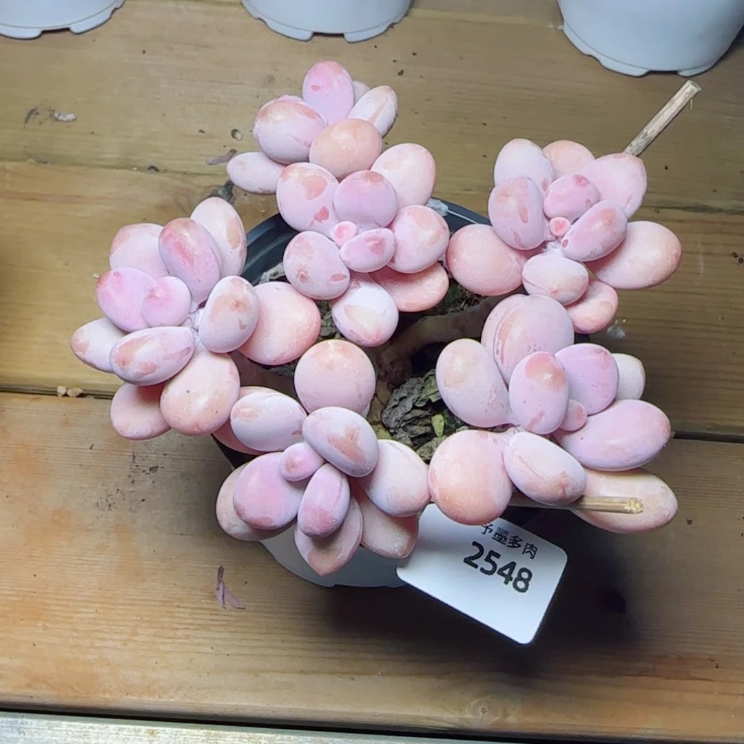 桃蛋无砍，2548多肉植物
