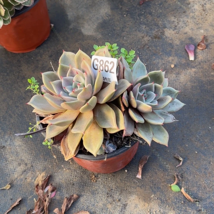 瑞妈多肉植物，862，多肉
