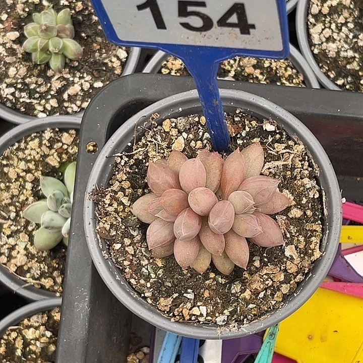 @***念多肉植物海豚体哥特154