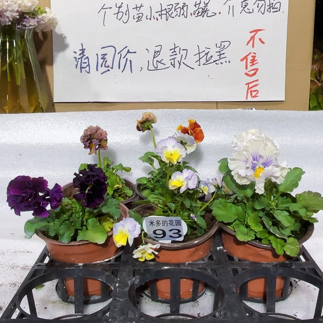 大部分花苞少量开放93