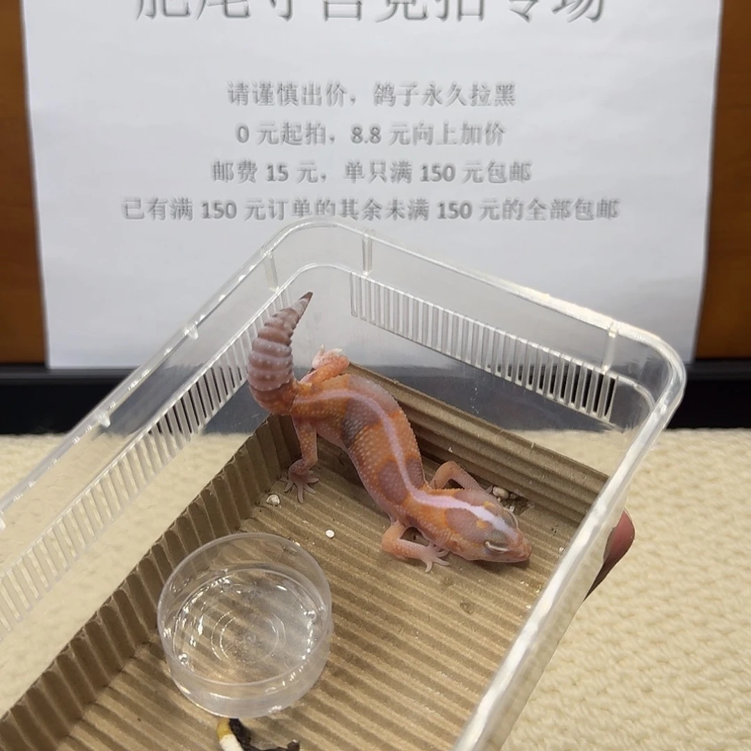 肥尾守宫直线奶橘 妹妹