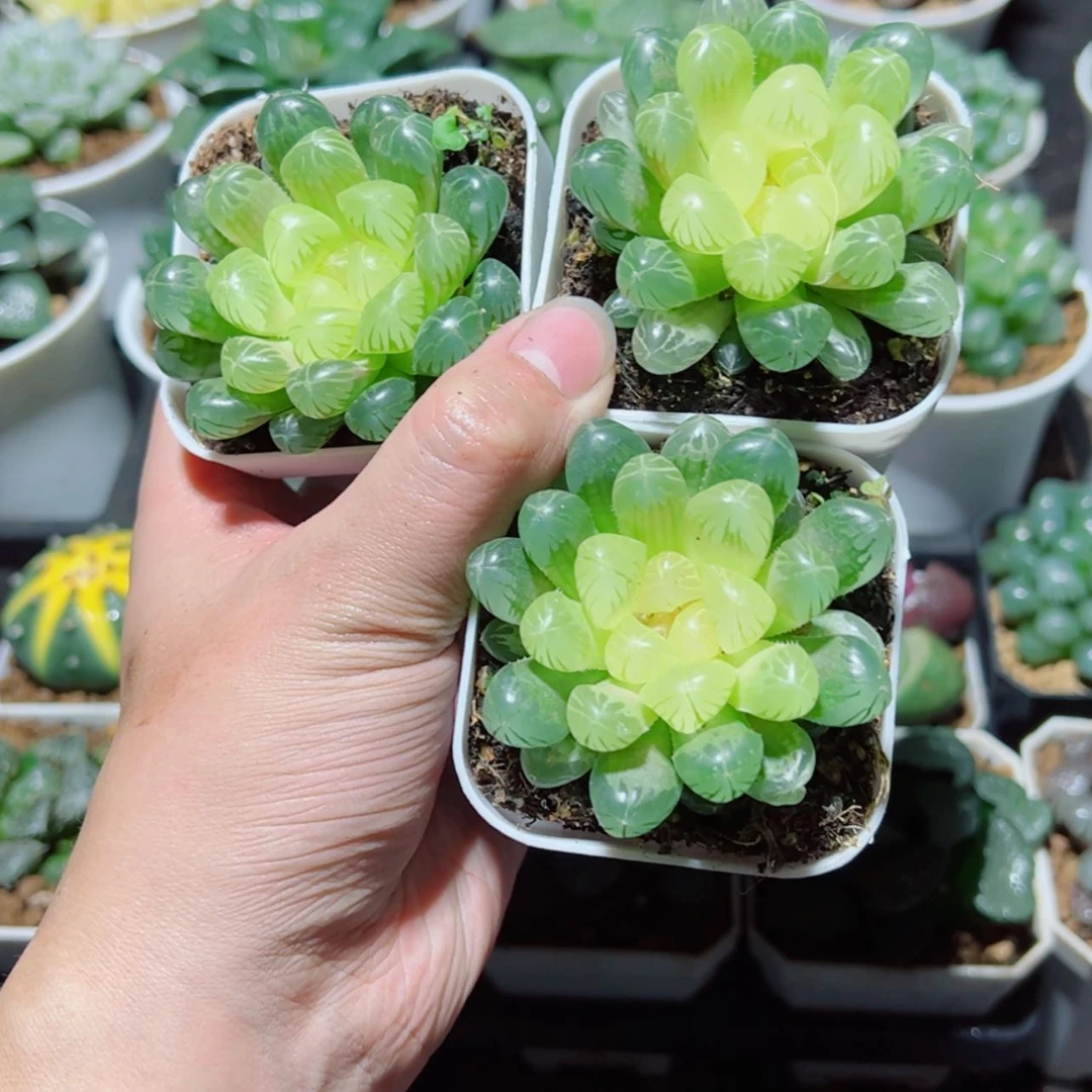 【闪购商品】琥珀玉露