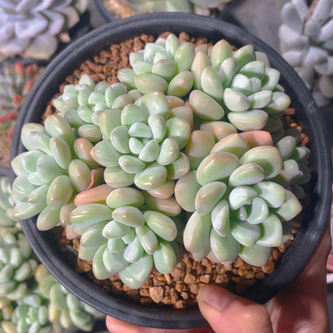 泡泡糖多肉植物一棵