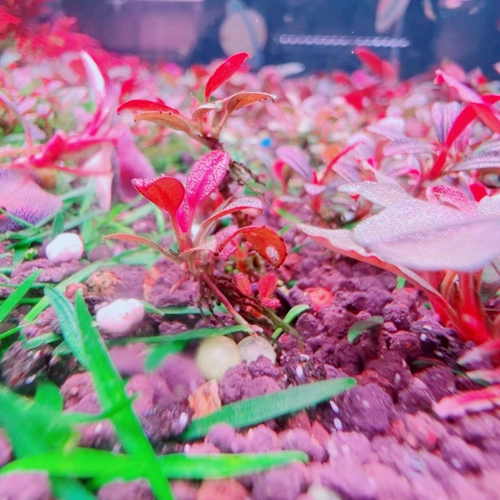 福利107福利价植物一头