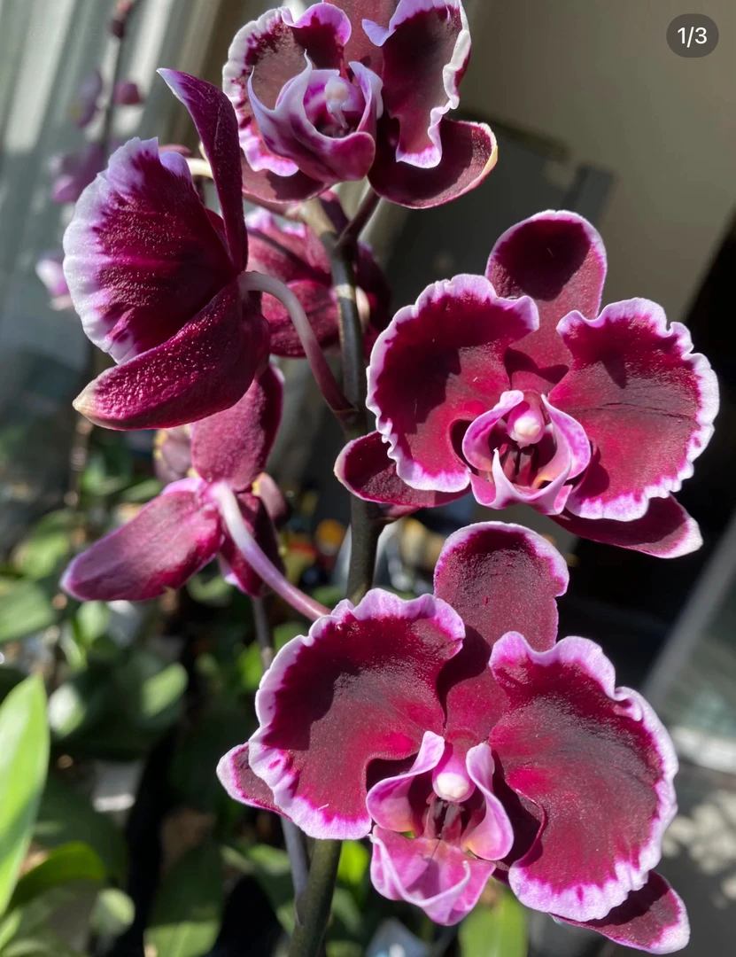 【拉丁舞裙】带花带花苞 蝴蝶兰  3.5寸杯 双花剑发货