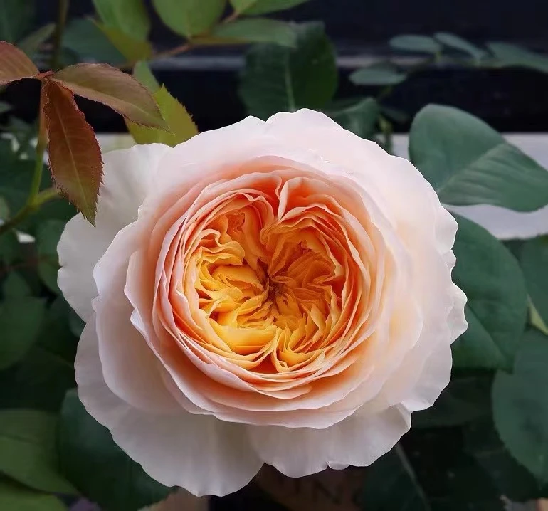 朱丽叶中苗四季灌木月季