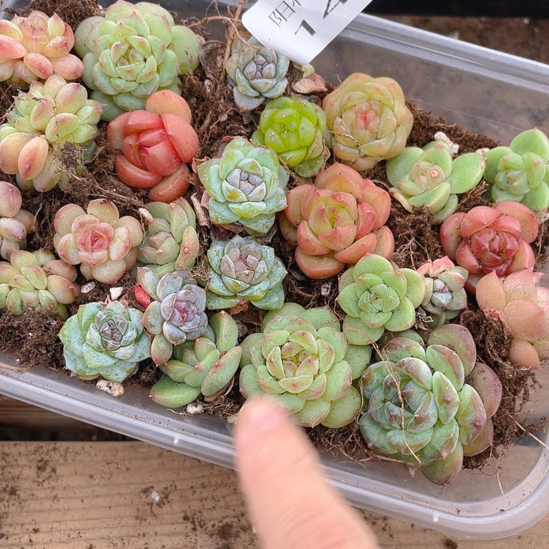多肉植物多肉植物145