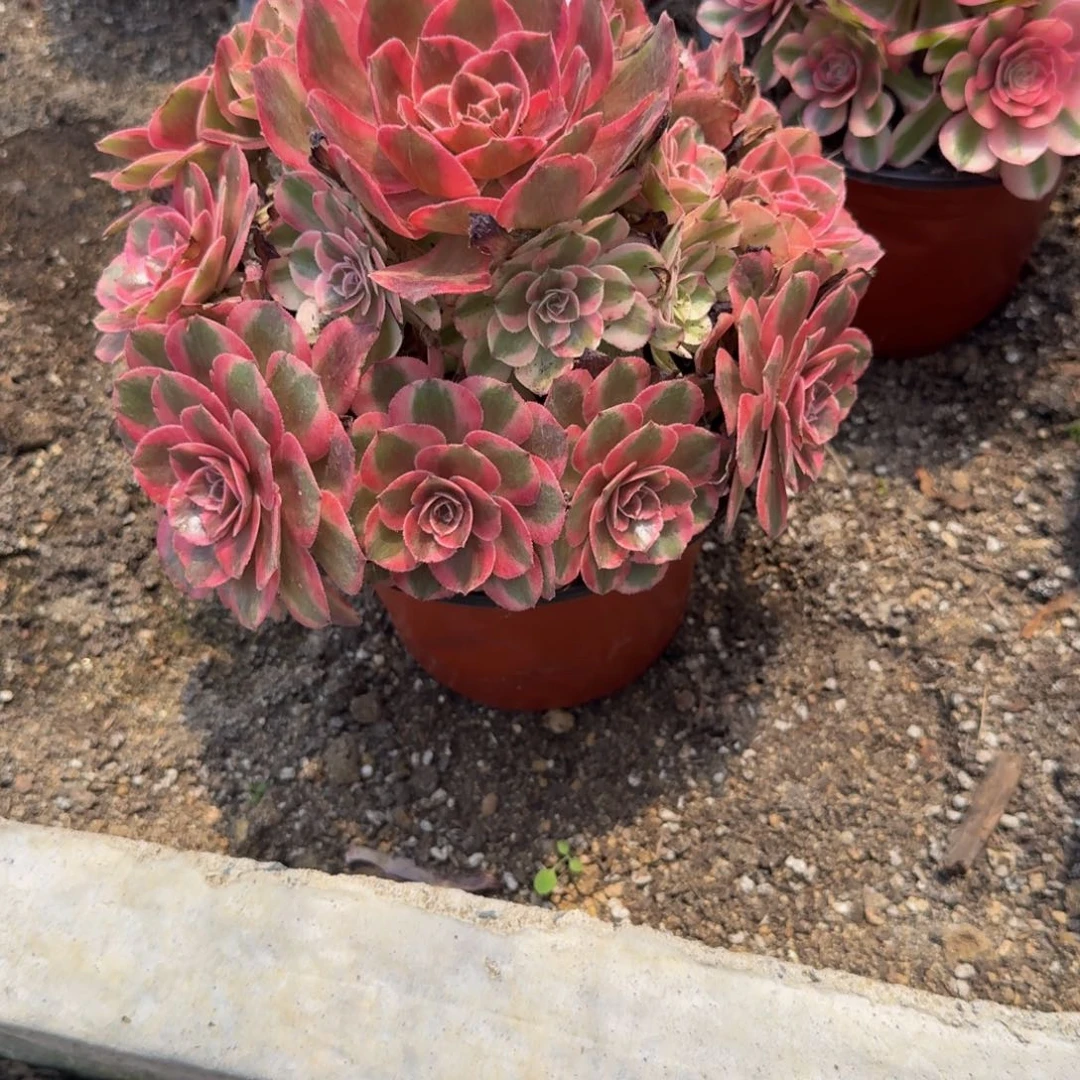 1322云荷。多肉植物