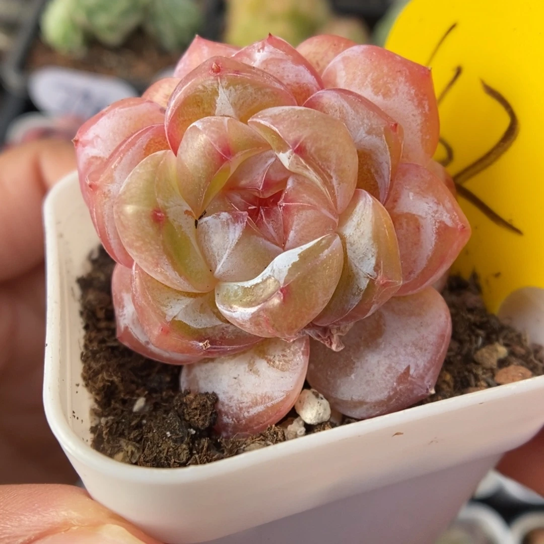 粉钻心珍妮662号。