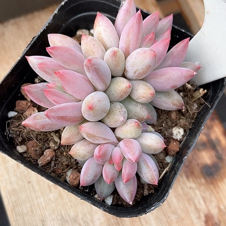 多肉植物虞美人1022