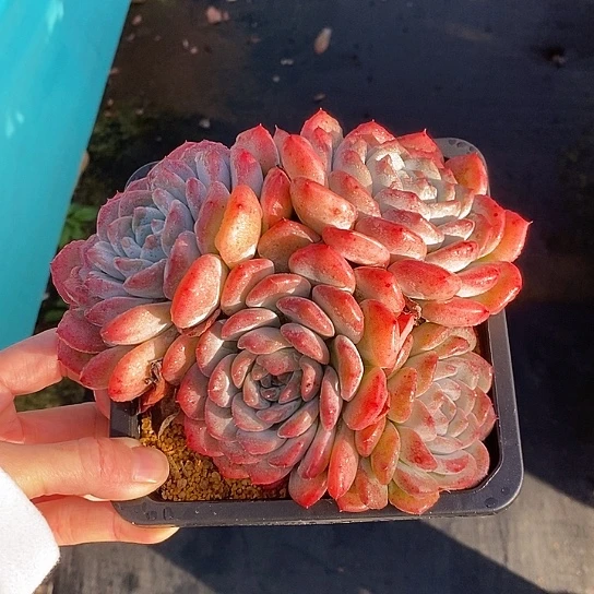 1393多肉植物老桩