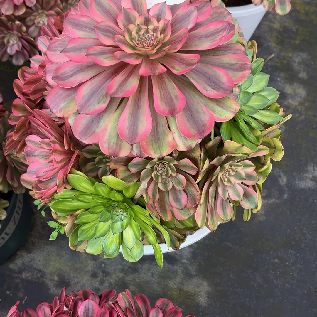 158粉体月婵多肉植物法师