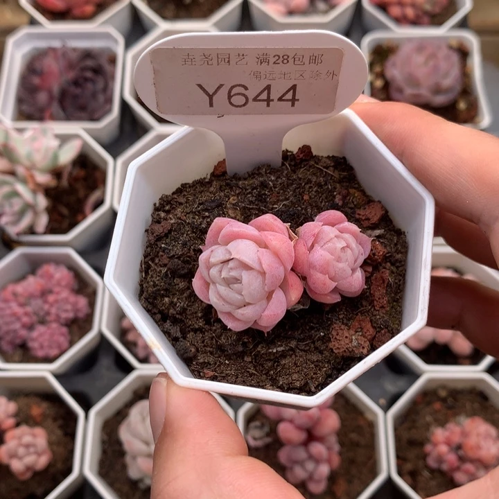 ?**宝0644 不知名 4cm