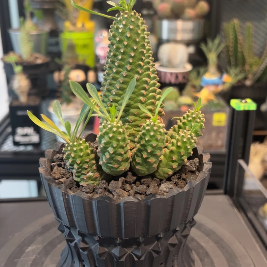 铁甲大菠萝一物一拍带盆土