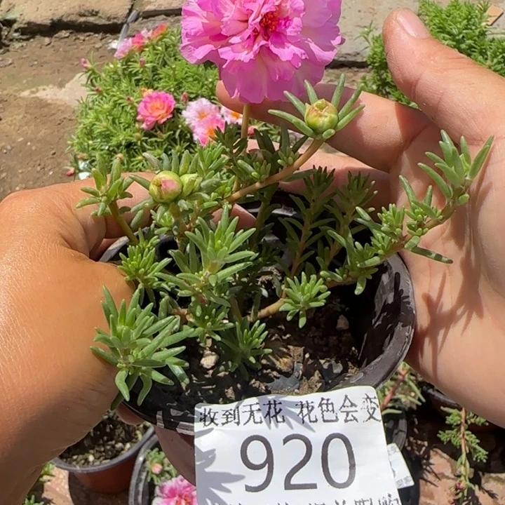 无花朵920超小苗盆口10cm