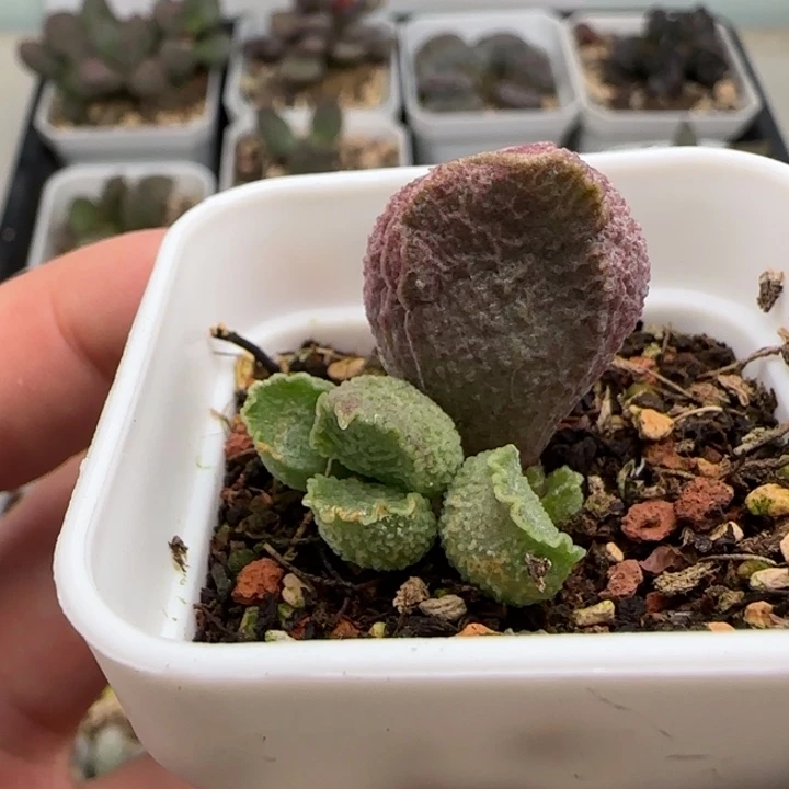 巨猪宝多肉植物水泡