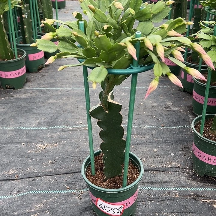 054蟹爪兰尾号6875