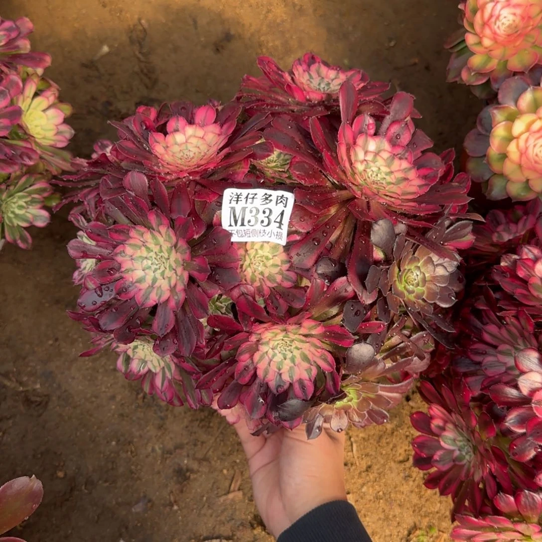 334红铜白 冠幅25左右