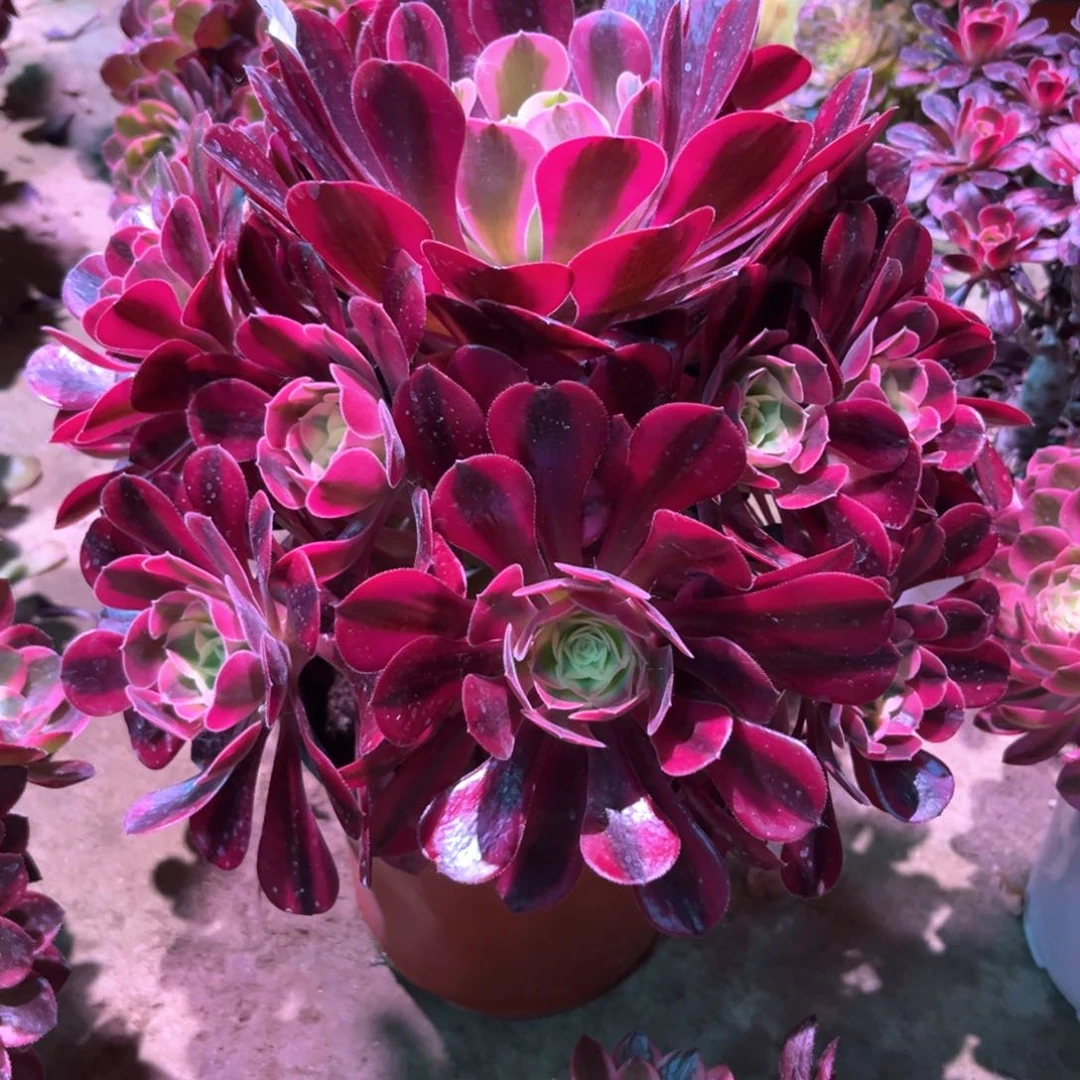 无花朵多肉植物美杜莎481