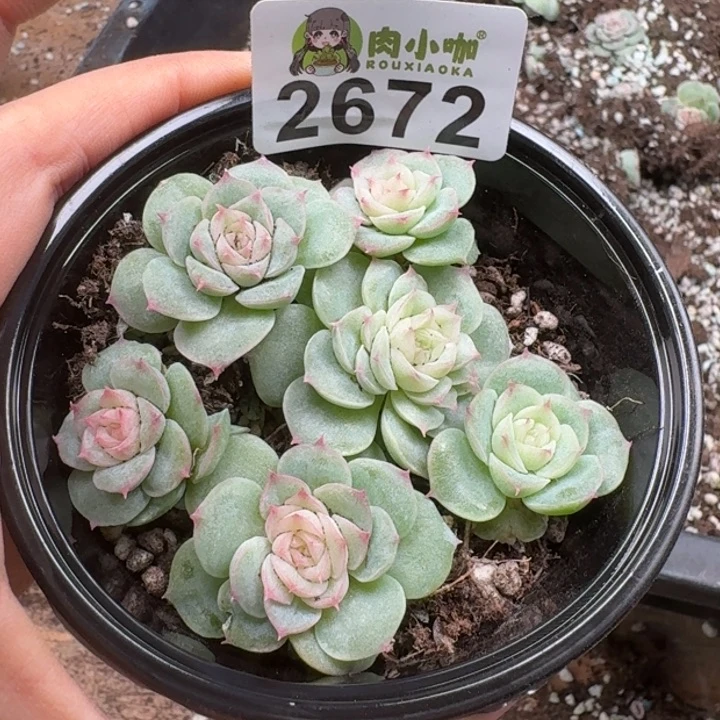 多肉植物多肉植物