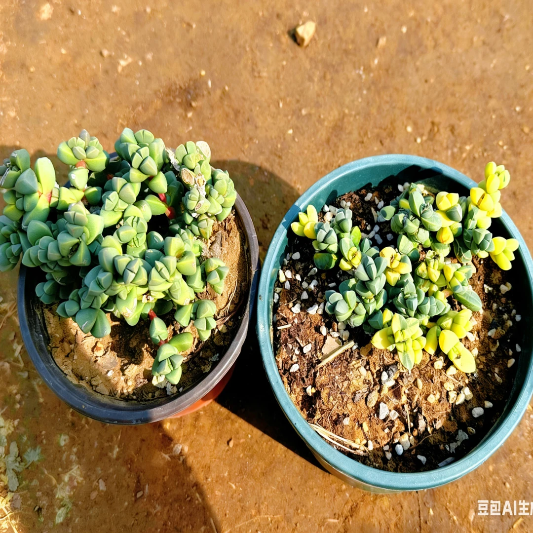 鹿角海棠锦➕鹿角海棠两盆包邮多肉植物绿色室内阳台好养防辐射
