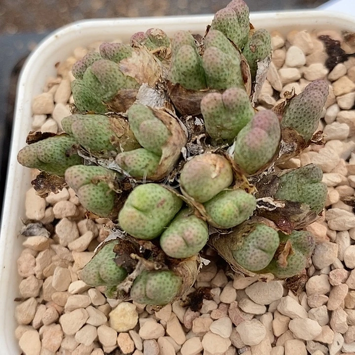 26101斑马一群955D。